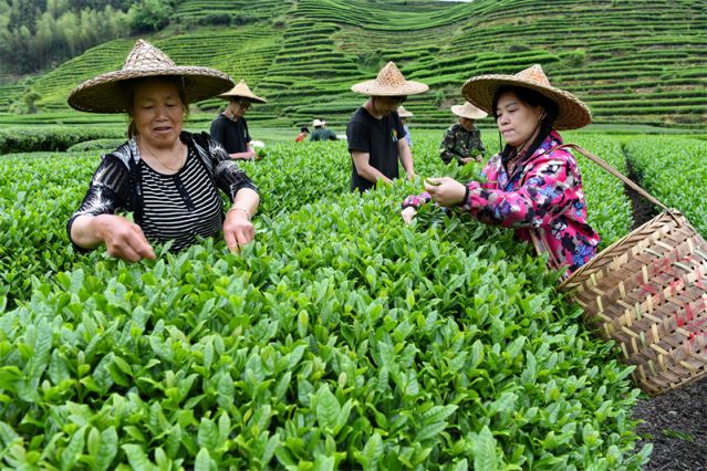 福建武夷山茶乡春色好茶农采茶忙