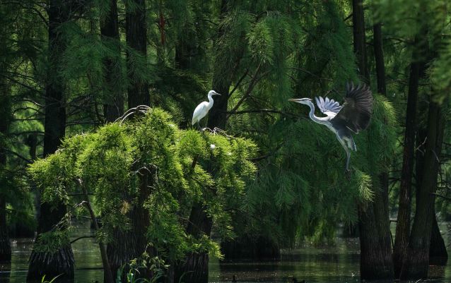 （美麗中國）（2）池杉湖濕地：鷺鳥蹁躚 (2447412)-20220612102439_副本.jp