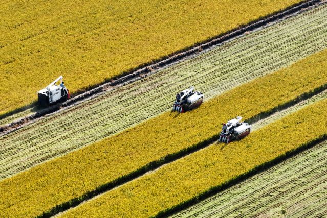 #（經濟）（4）水稻豐收收割忙(2678497)-20221103144355.JPG