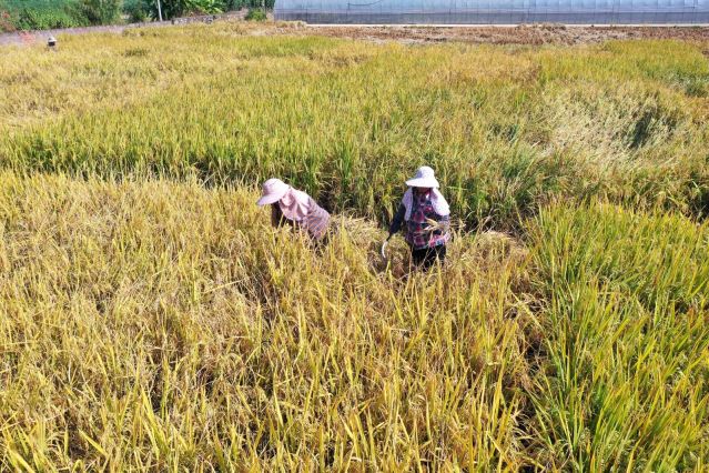 （經濟）（5）水稻豐收收割忙(2678502)-20221103144629.JPG