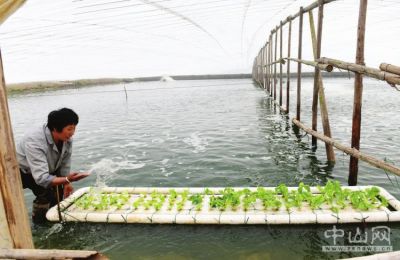 世和马友鱼养殖基地,鱼塘护理员在护理水培蔬菜.