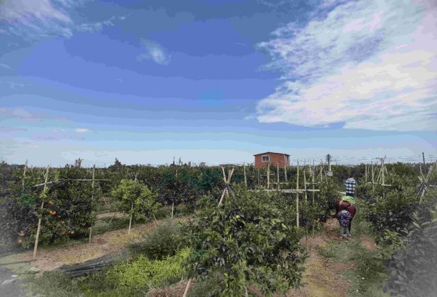 农场沃柑园(2206755)-20220207093407.jpg