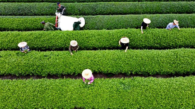 #(社会)(2)福建武夷山:茶乡春色好 (2346299)-20220416092227.jpg