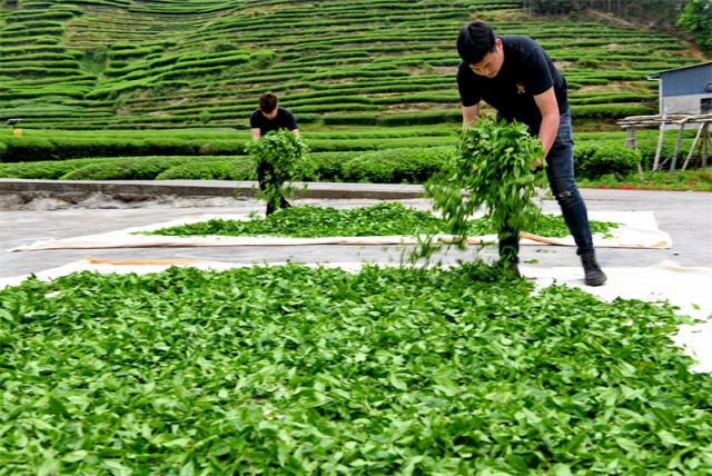 #(社会)(3)福建武夷山:茶乡春色好 (2346303)-20220416092115.jpg