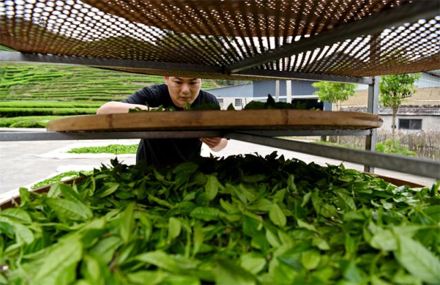 #(社会)(4)福建武夷山:茶乡春色好 (2346301)-20220416092200.jpg