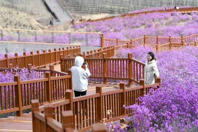 （环境）（3）内蒙古扎兰屯：杜鹃花开迎客(2367594)-20220428095219.JPG