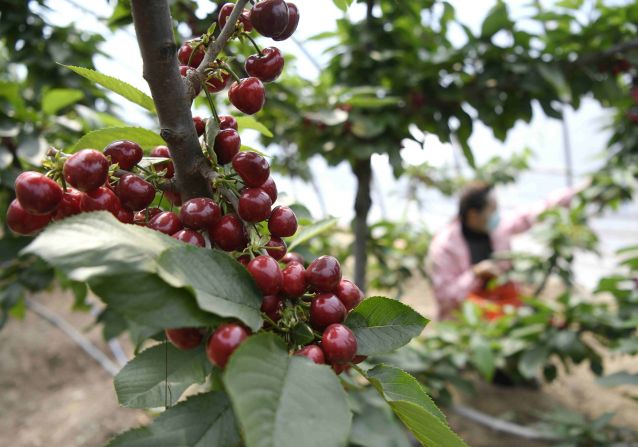 (图文互动)(4)燕山深处奏响乡村振兴曲(2381788)-20220509101108_副本.jp