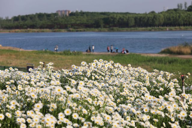 （环境）（8）河北石家庄：滹沱河生态治理(2399171)-20220517100756.JPG