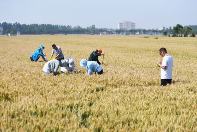 （经济）（2）河南邓州：小麦测产迎丰收(2414091)-20220525101014.JPG