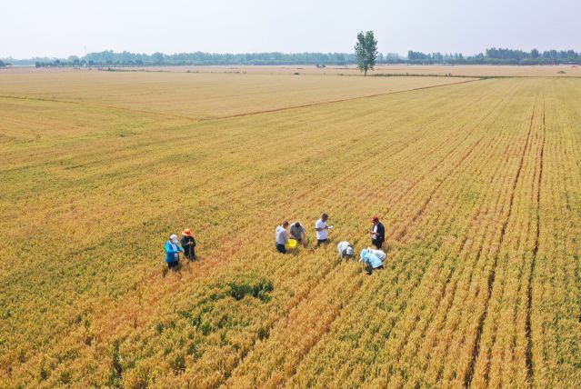 （经济）（1）河南邓州：小麦测产迎丰收(2414095)-20220525100834.JPG