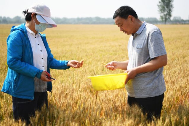 （经济）（4）河南邓州：小麦测产迎丰收(2414093)-20220525101539.JPG