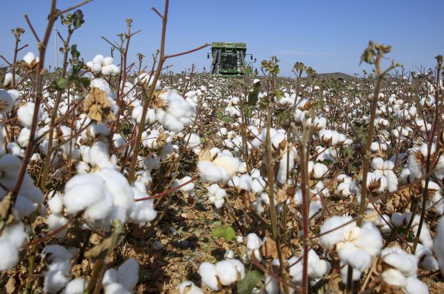 （经济）（4）我国最大产棉区新疆进入棉花(2623767)-20220924085129.JPG