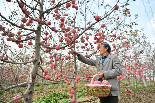 （新华全媒头条·图文互动）（3）小苹果，(2685560)-20221108093924.jpg