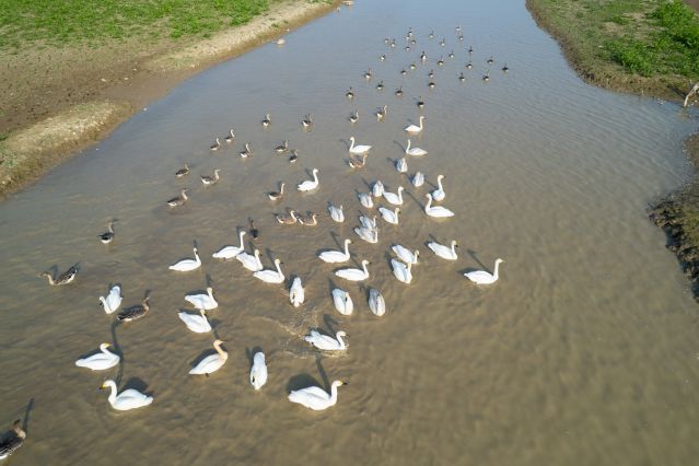 （新华全媒 ）（1）湖南常德：候鸟翔集西(2691947)-20221111104252.JPG