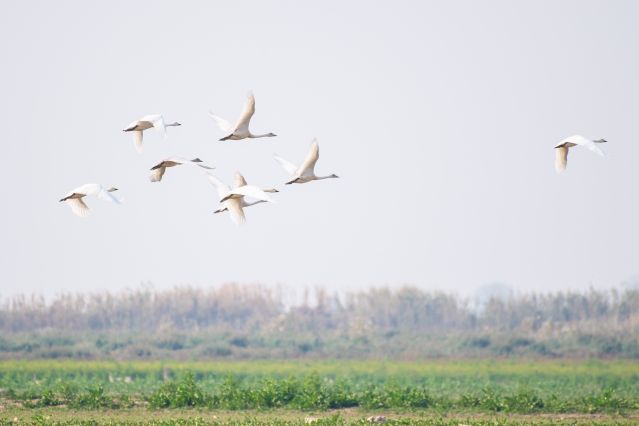 （新华全媒 ）（9）湖南常德：候鸟翔集西(2691937)-20221111105153.JPG