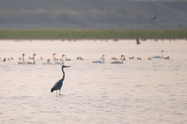 （新华全媒 ）（7）湖南常德：候鸟翔集西(2691939)-20221111104600.JPG