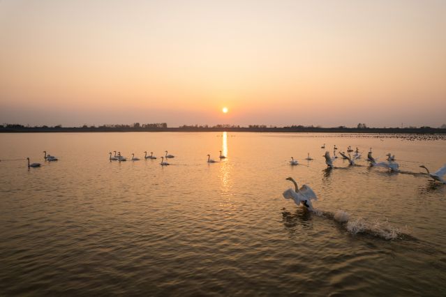 （新华全媒 ）（5）湖南常德：候鸟翔集西(2691938)-20221111104706.JPG