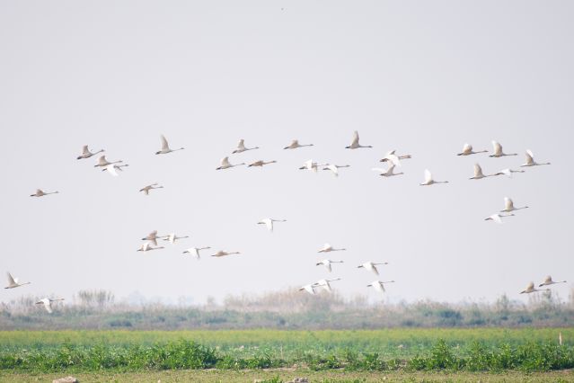 （新华全媒 ）（3）湖南常德：候鸟翔集西(2691940)-20221111104515.JPG