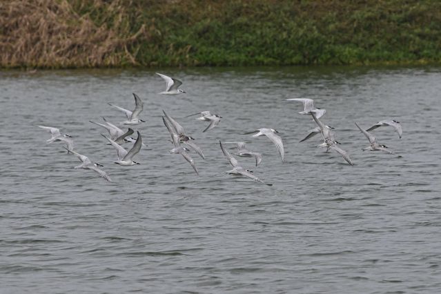 （新华全媒 ）（5）海口湿地 万鸟翔集(2696379)-20221114101808.JPG