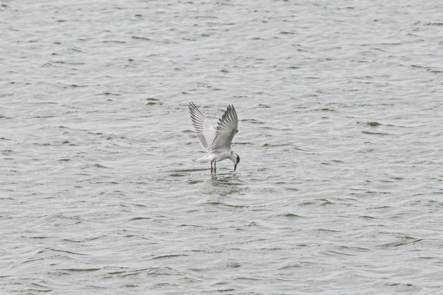 （新华全媒 ）（4）海口湿地 万鸟翔集(2696380)-20221114101655.JPG