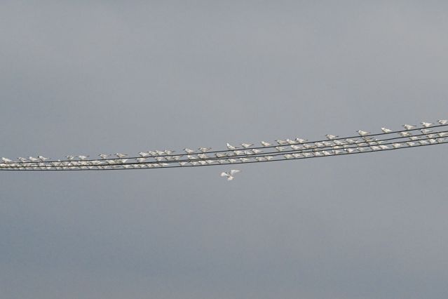 （新华全媒 ）（2）海口湿地 万鸟翔集(2696375)-20221114103715.JPG