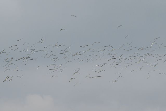 （新华全媒 ）（7）海口湿地 万鸟翔集(2696378)-20221114102119.JPG