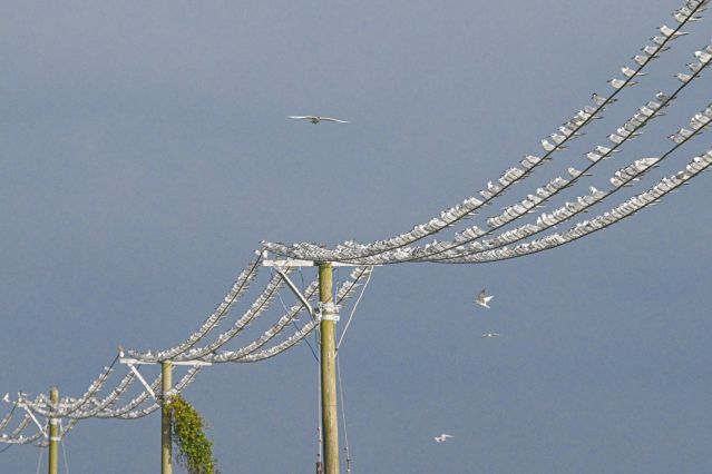 （新华全媒 ）（1）海口湿地 万鸟翔集(2696376)-20221114102320.JPG