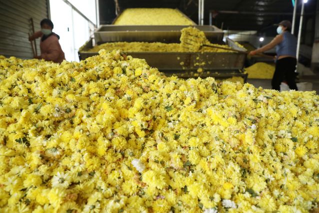 #（社会）（3）河南温县：怀菊采摘忙 (2700778)-20221116105548.JPG