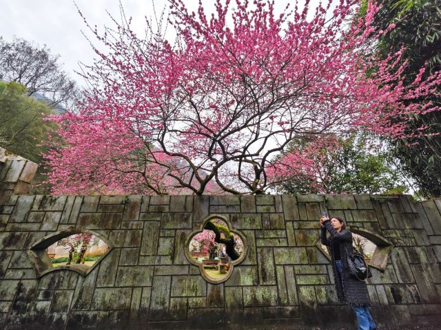 #（环境）（2）花开中国(2837491)-20230213103016.JPG
