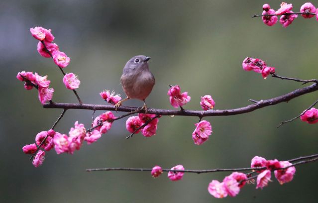 #（环境）（1）花开中国(2837492)-20230213102907.JPG