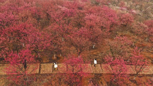 #（环境）（3）花开中国(2837497)-20230213103245.JPG