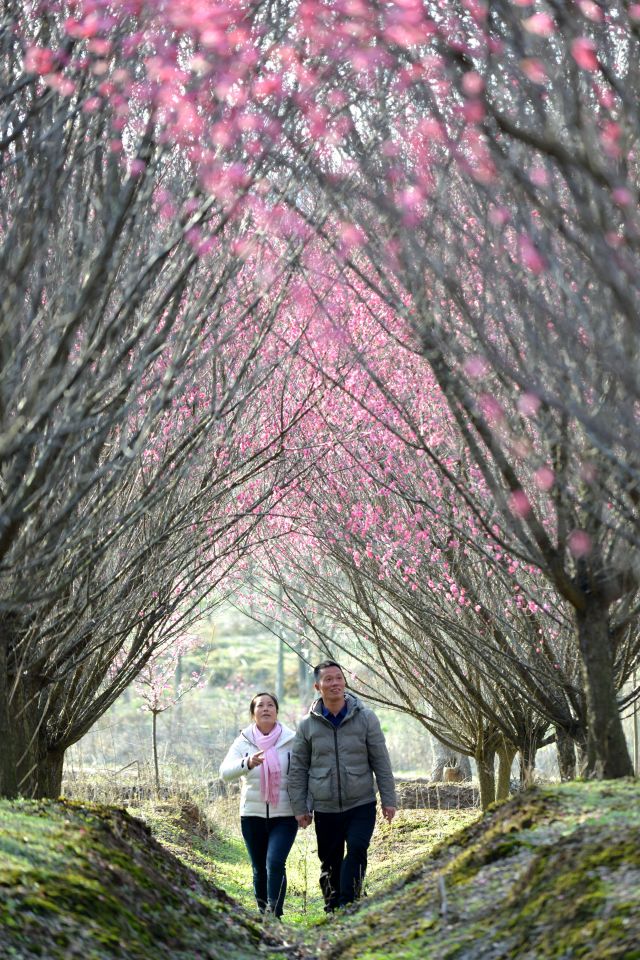 #（社会）（2）安徽巢湖：梅花盛开春意浓(2841471)-20230216104227.JPG