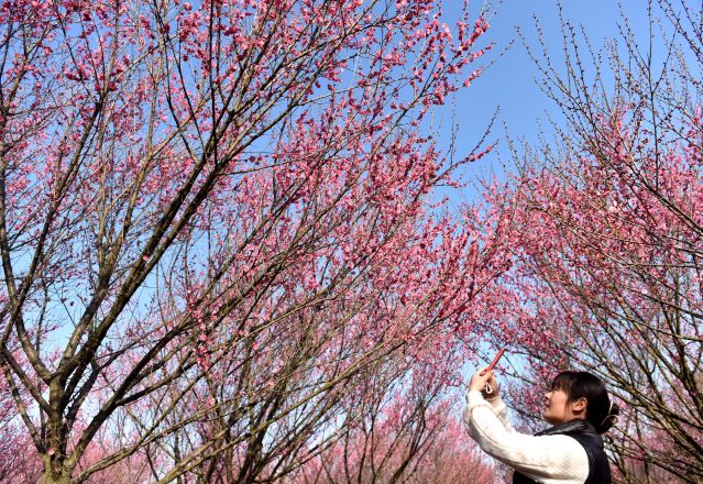 #（社会）（1）安徽巢湖：梅花盛开春意浓(2841462)-20230216104004.JPG