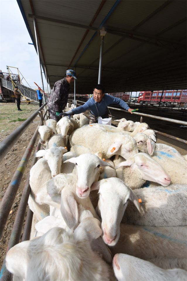 甘肃古浪多措并举发展羊产业