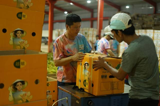 2023年9月15日，在越南多乐省一家榴莲加工厂，工人将即将出口到中国的榴莲打包装箱。新华社发