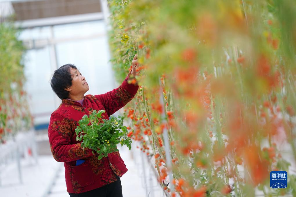在河北省石家庄市平山县滹沱河高端设施蔬菜示范区育苗中心，大吾乡西沿兴村村民许习云管护小番茄（2023年11月25日摄）。 新华社记者 陈晔华 摄
