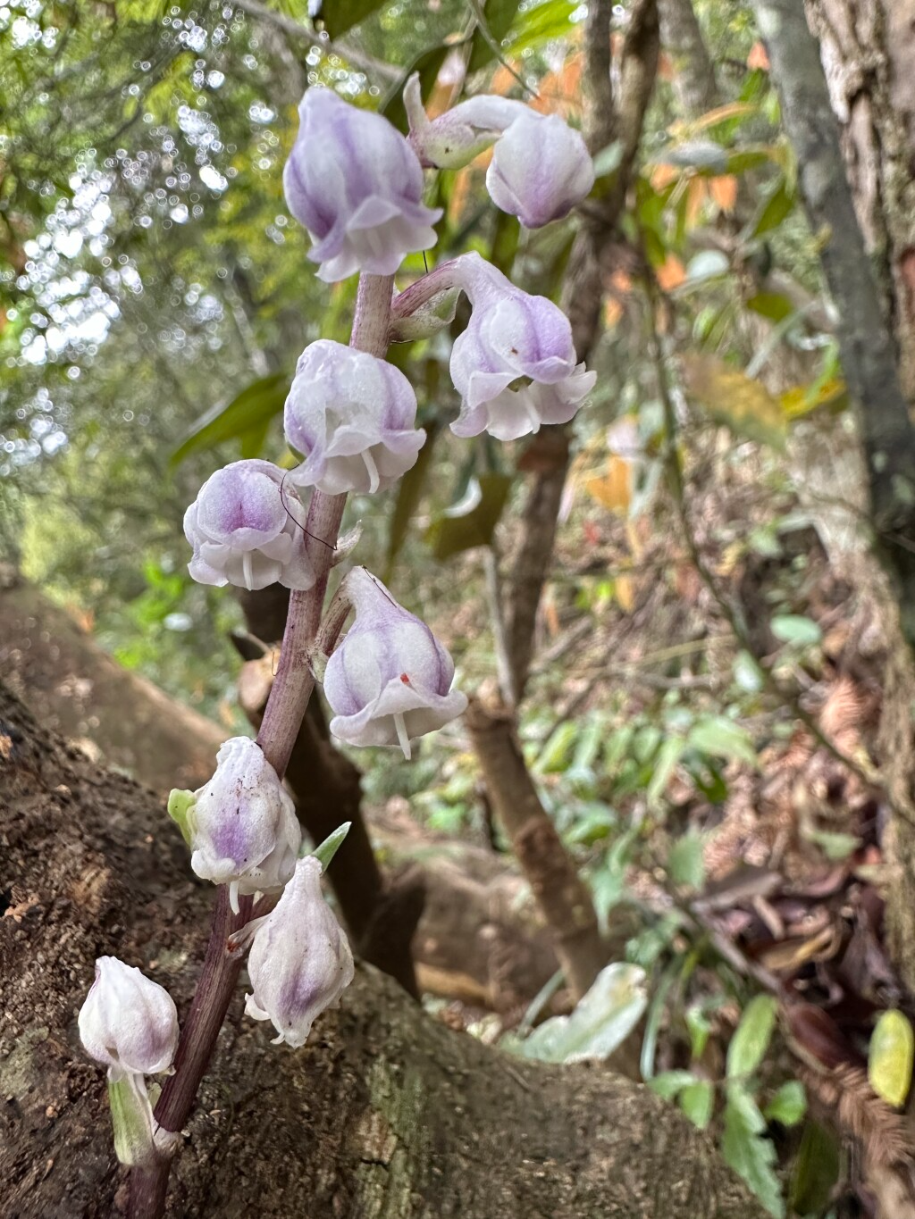 廣州沿階草（通訊員供圖）