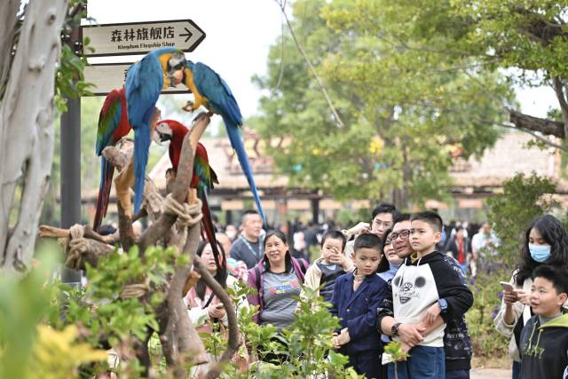 清远长隆度假区春节假期新亮相