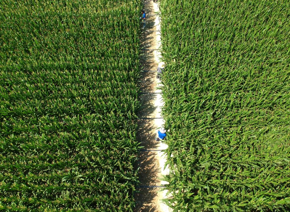 2月10日，在三亚市崖州湾科技城，隆平生物技术（海南）有限公司的科研人员在科研玉米地里工作（无人机照片）。（新华社记者 赵颖全 摄）