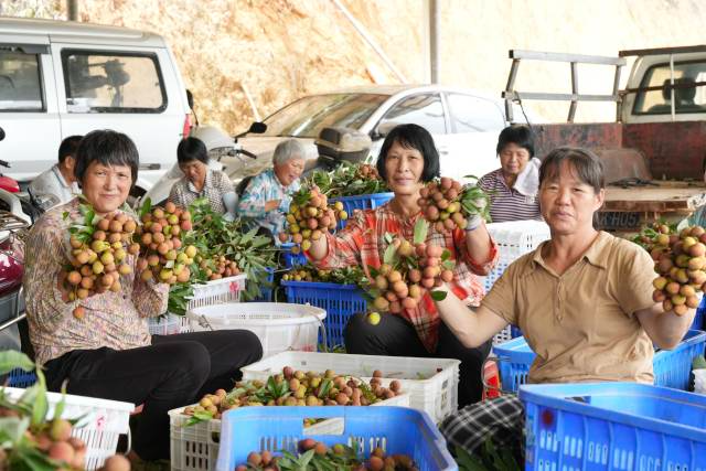 在广东，荔枝已成为当地农户的致富果。(余建军 摄）