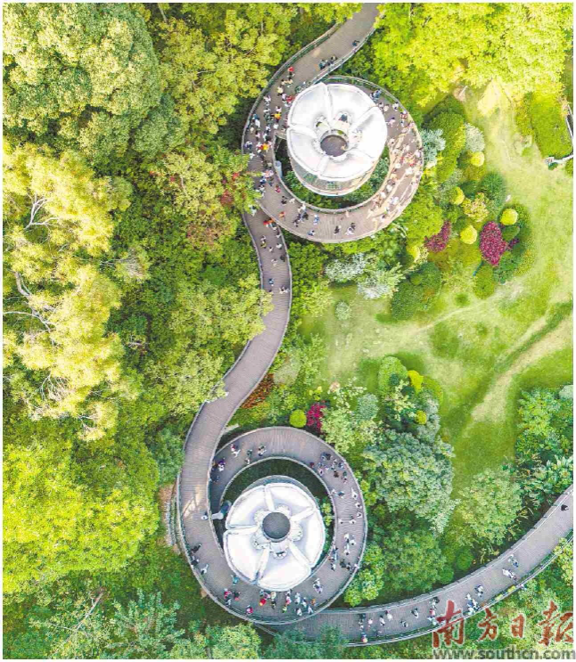 廣州云蘿植物園綠意盎然，美不勝收。南方＋拍客 謝鎮(zhèn)煒 攝