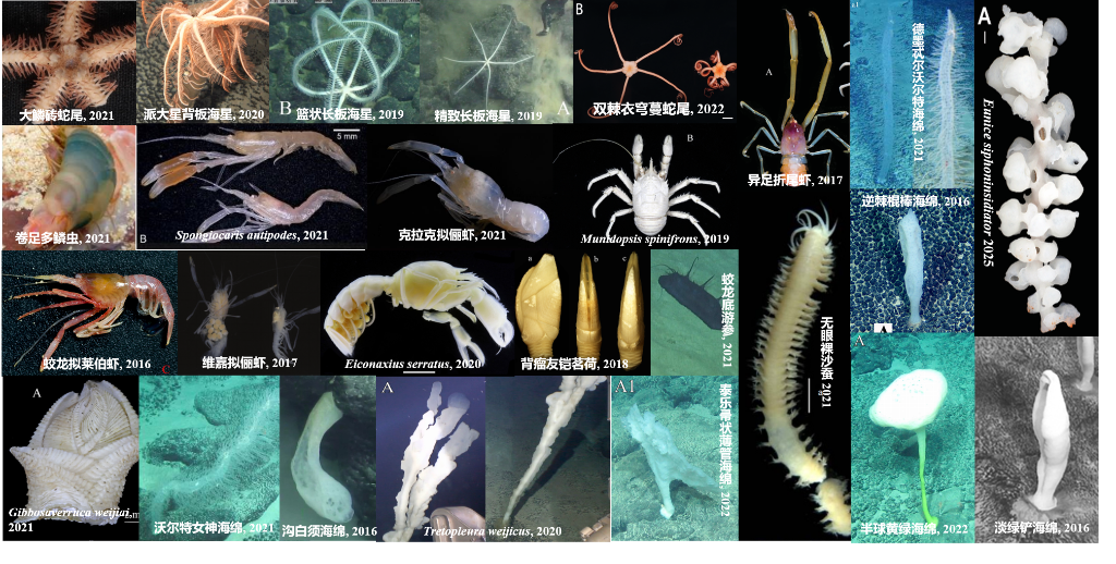 我国近年来发现西太海山底栖生物新物种113个，提升了西太平洋深海底栖生物多样性认识水平。（中国大洋事务管理局供图）
