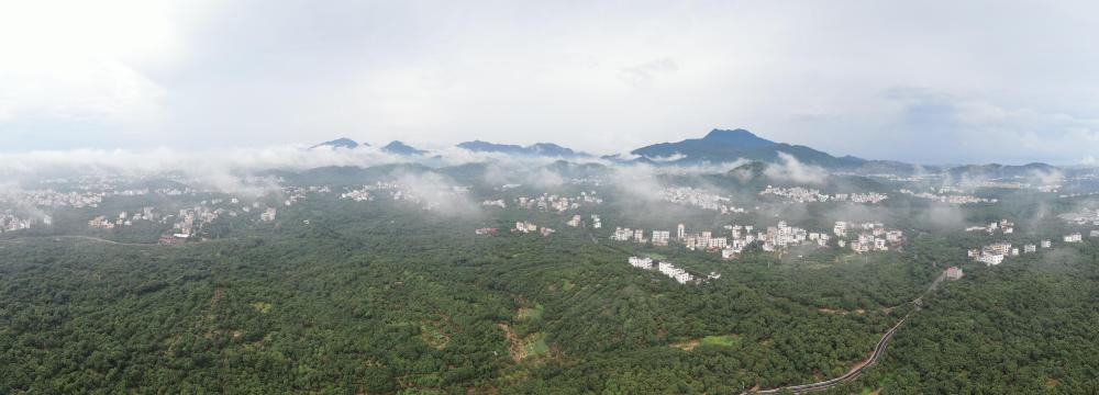↑这是5月19日在广东茂名高州市拍摄的荔枝果园（无人机全景照片）。