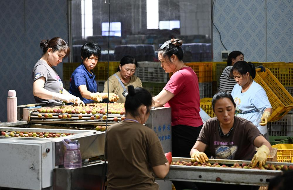 ↑6月4日，在广东茂名高州市广东铭景农业发展有限公司，工作人员在车间分拣荔枝。