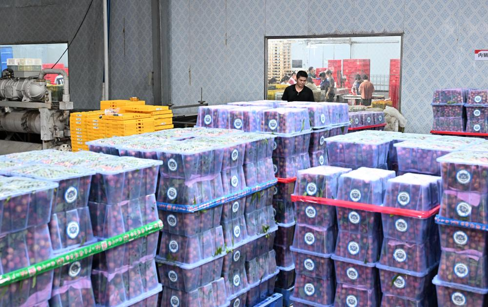 ↑这是6月4日在广东茂名高州市广东铭景农业发展有限公司车间内拍摄的打包好的出口荔枝。
