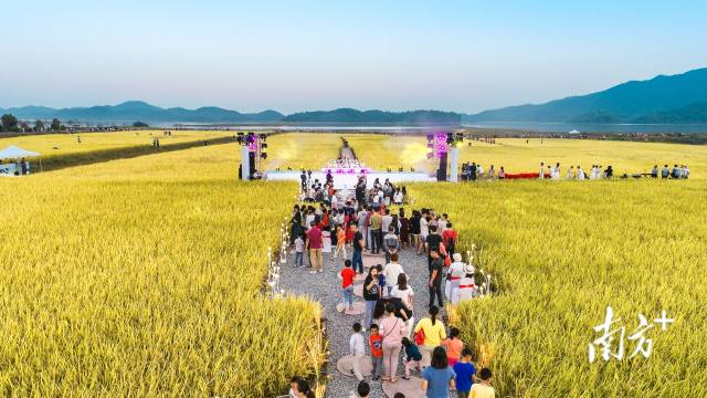江门开平大沙河水库稻穗音乐节。