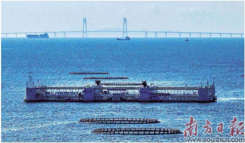 位于珠海桂山岛海域的“格盛1号”海洋牧场，不远处是港珠澳大桥。资料图片