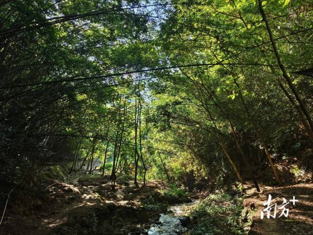 金線蓮林下仿野生可持續(xù)種植示范地。