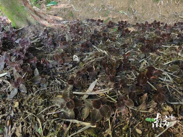 金線蓮。