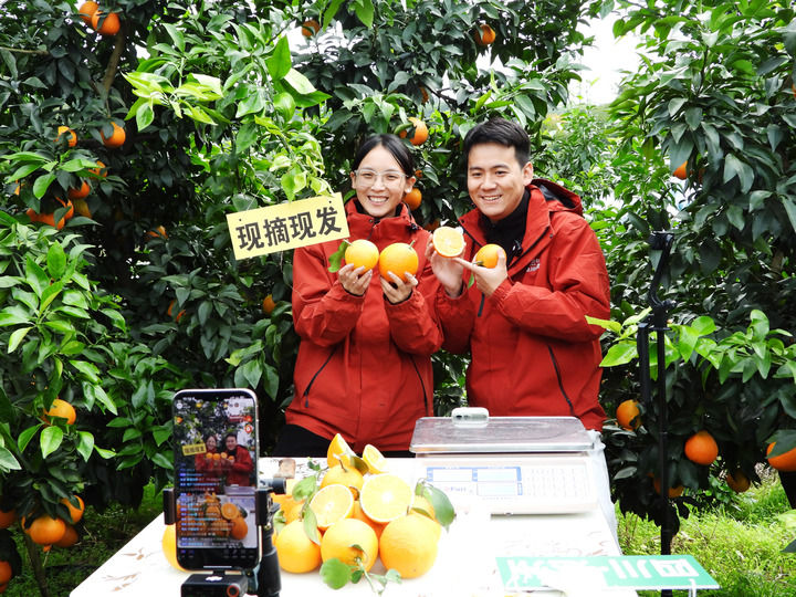 在四川省达州市渠县合力镇石燕村柑桔种植基地，工作人员通过直播销售脐橙（2025年11月18日摄）。新华社发（邓良奎摄）
